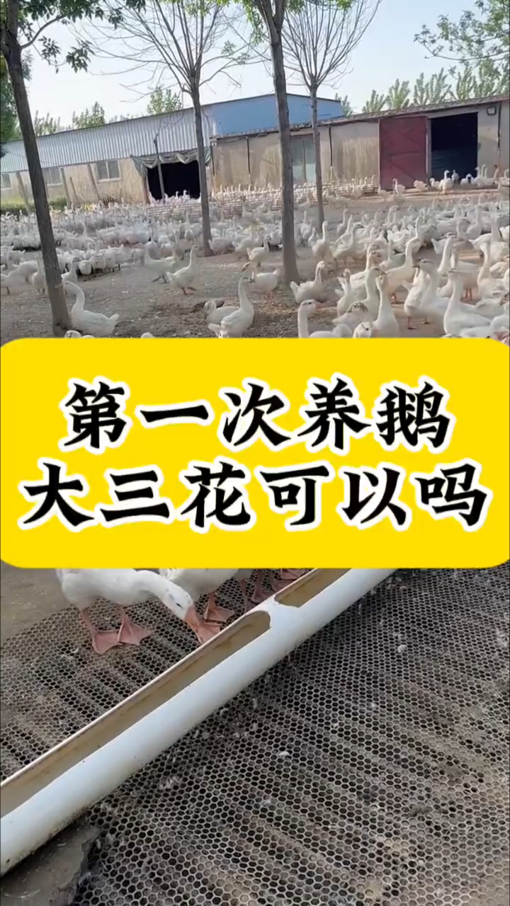 第一次养鹅,大三花可以吗?