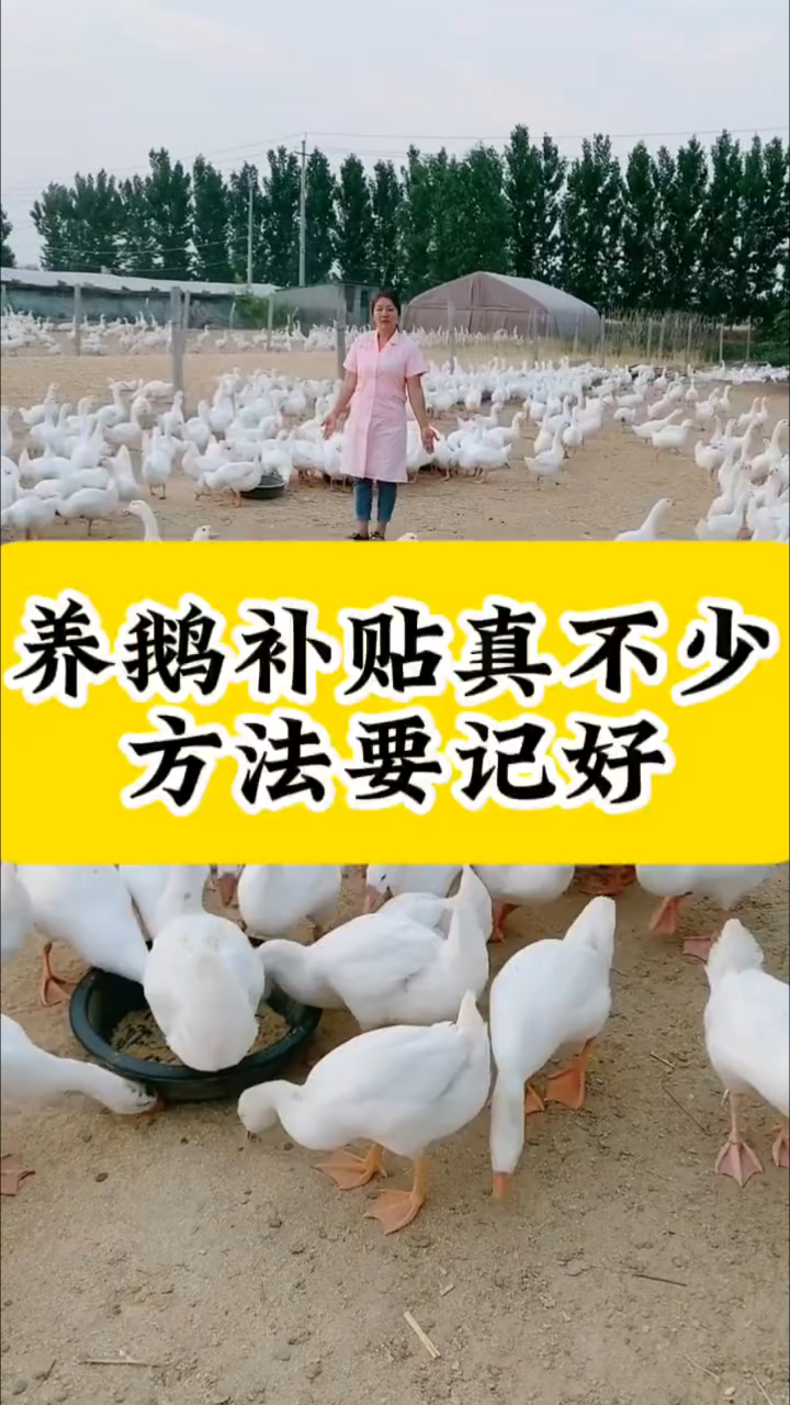 养鹅补贴真不少,方法要记好
