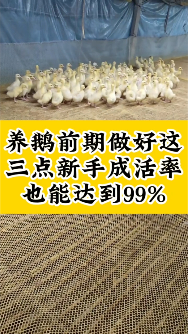 养鹅前期做好这三点