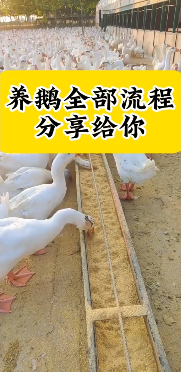 养鹅全部流程分享给你