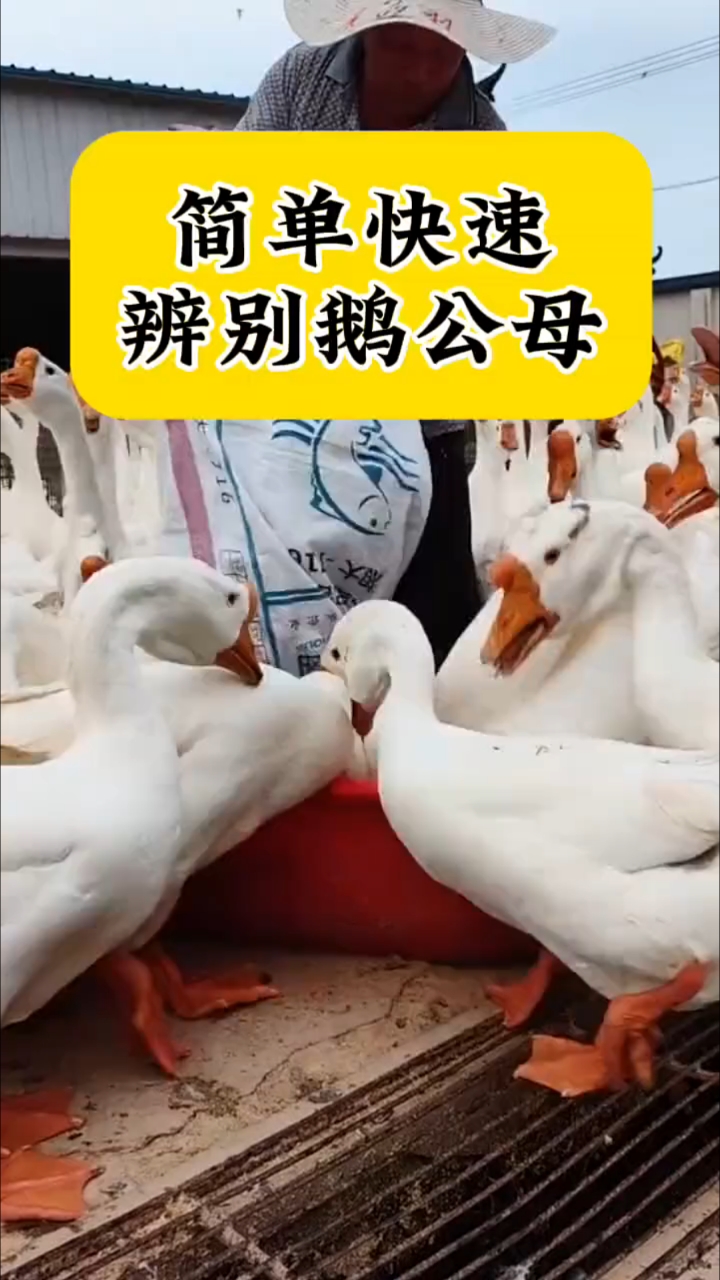 简单快速，辨别鹅公母