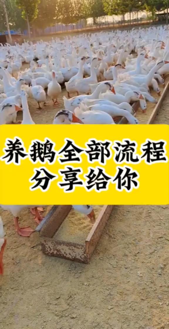 养鹅流程分享给你