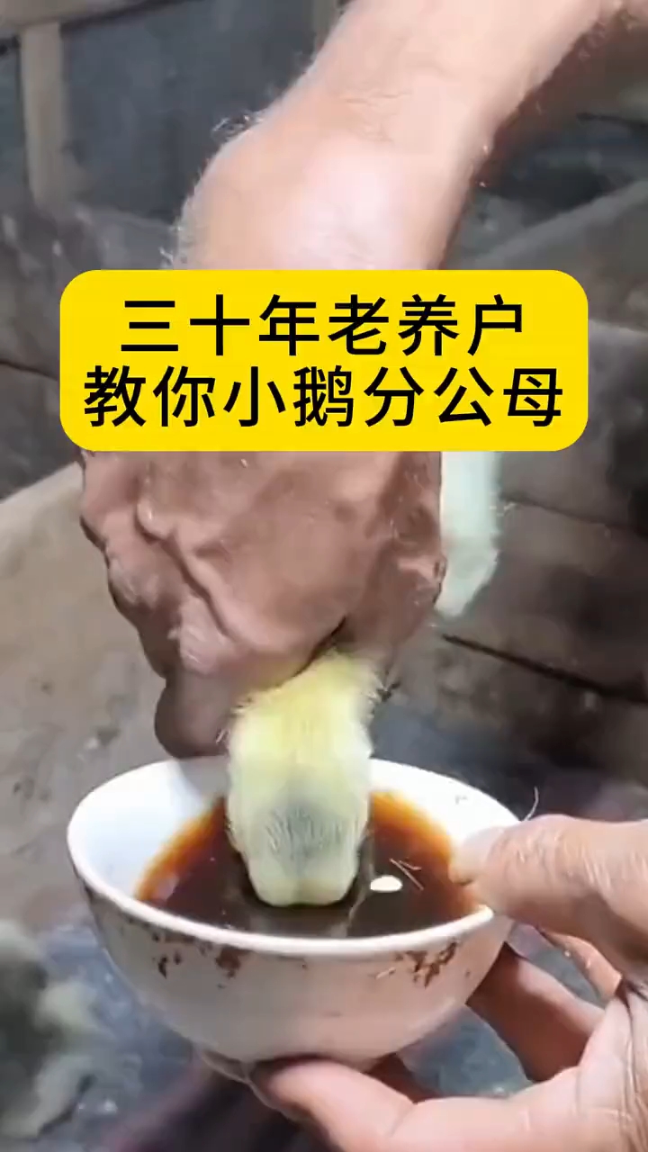 老养户教你小鹅分公母