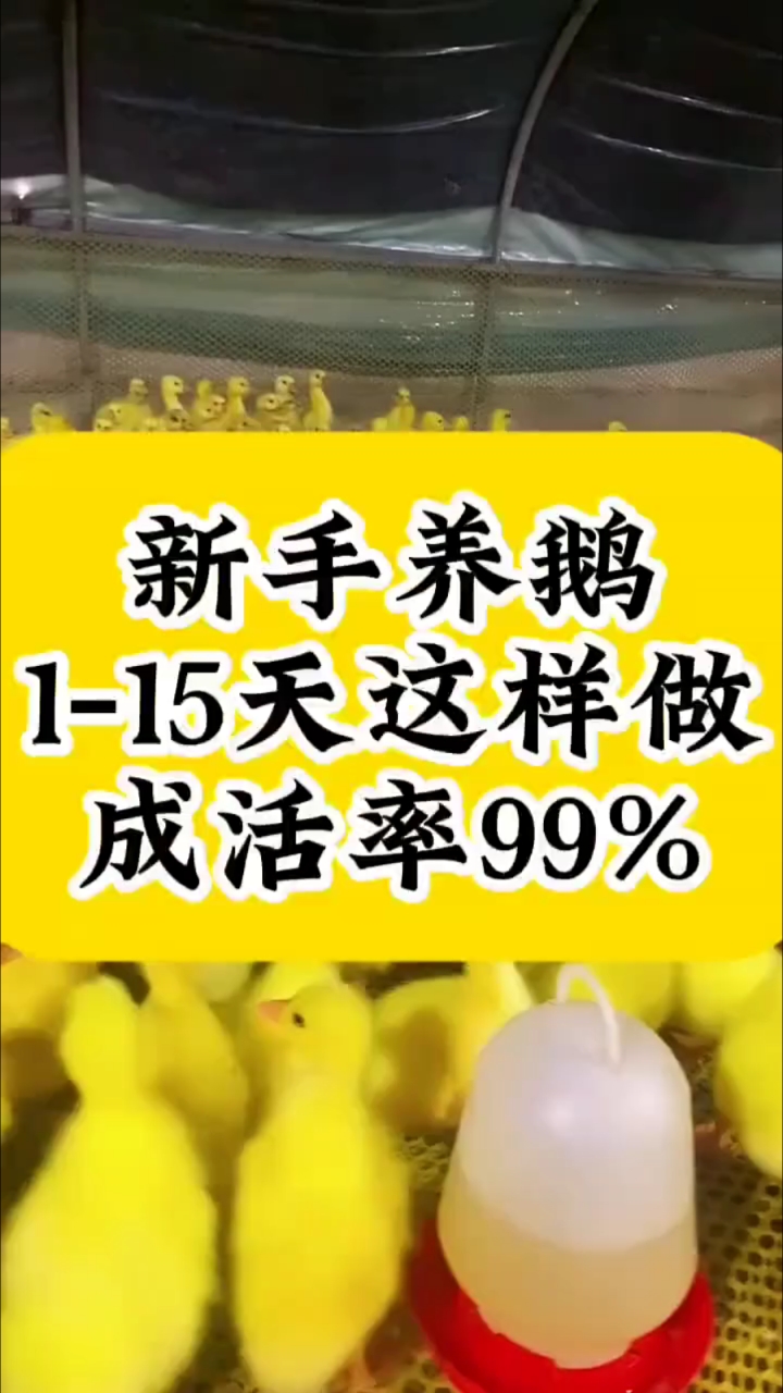 新手养鹅1-15天这样做