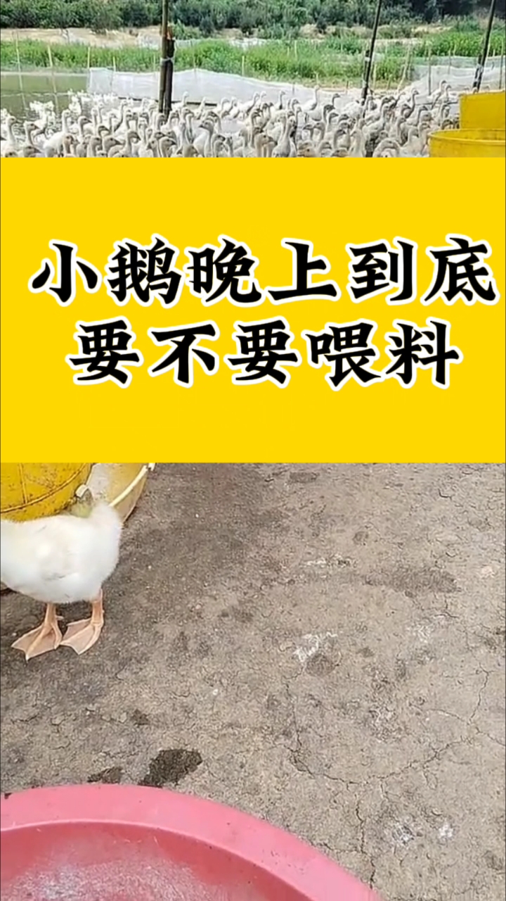 小鹅晚上到底,要不要喂料
