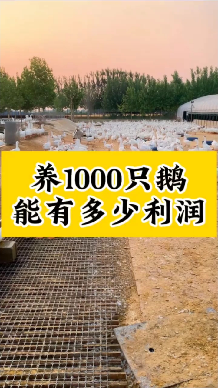 养1000只鹅,能有多少利润