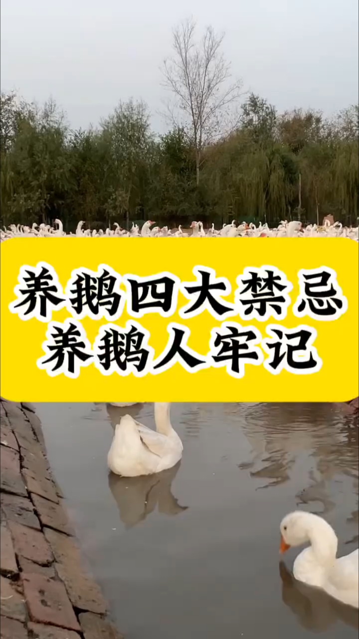养鹅四大禁忌养鹅人牢记