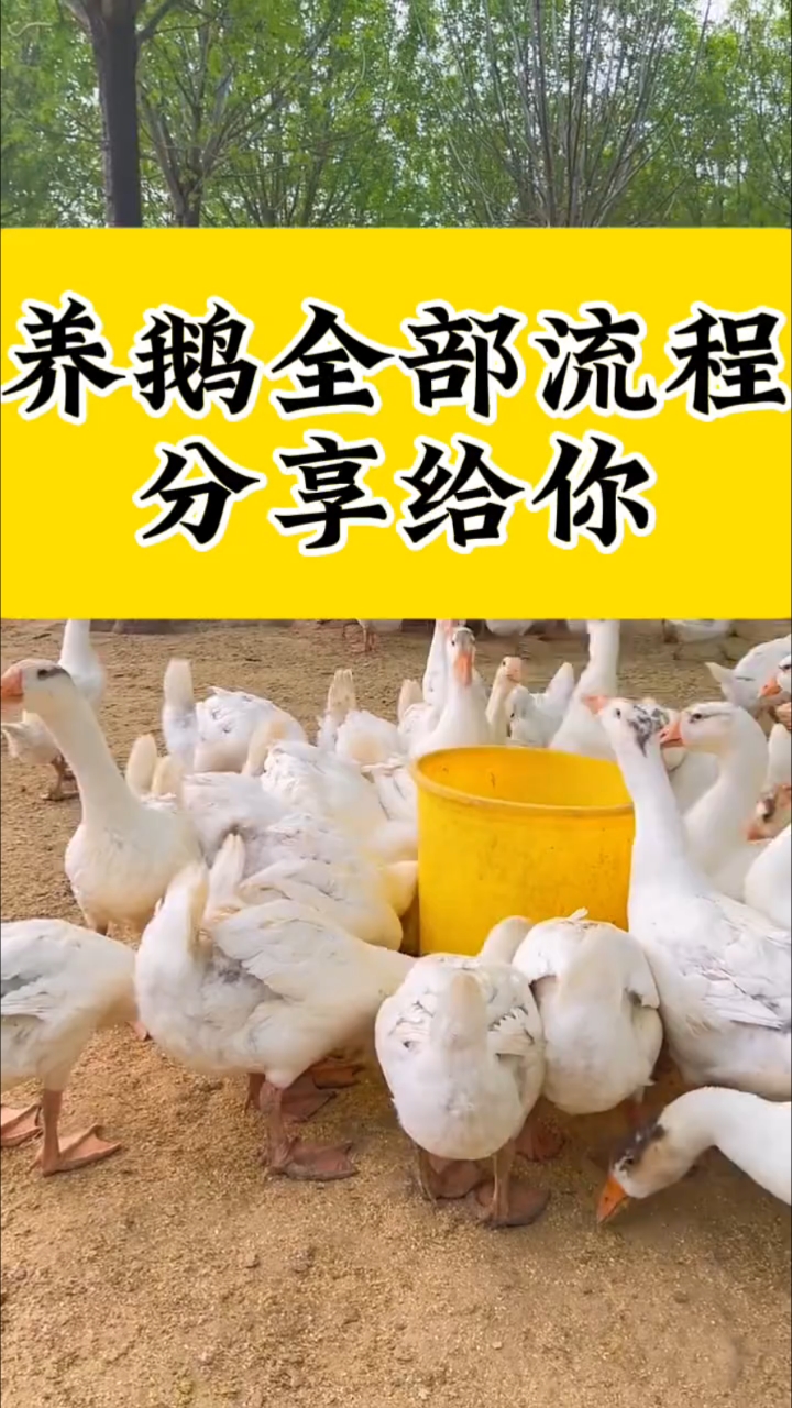 养鹅全程流程分享给你