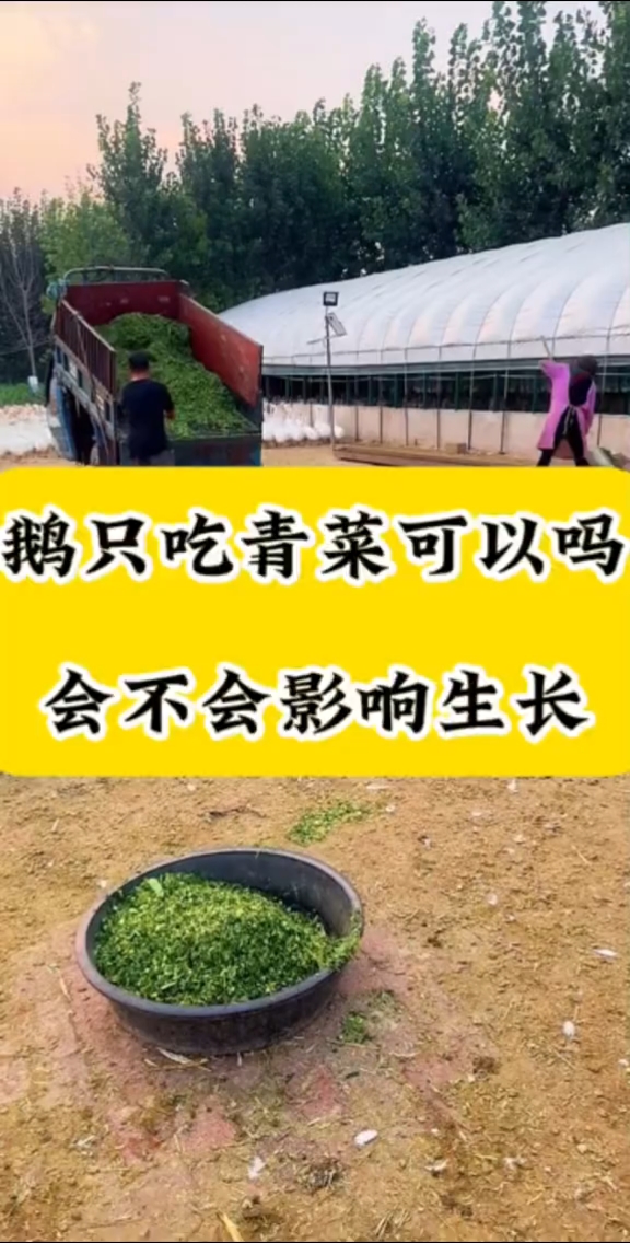 鹅只吃青菜青草可以吗，会不会影响生长