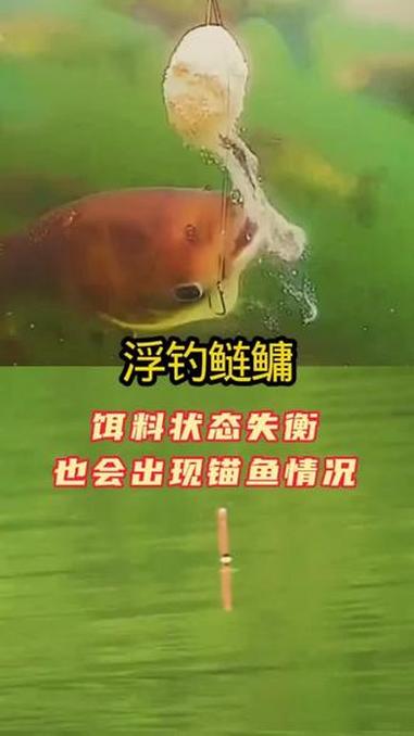 #上热门 钓鲢鳙饵料过硬雾化极差：钩上饵不散，没有下落雾区，鱼围着饵周边滤食，频繁碰线锚鱼