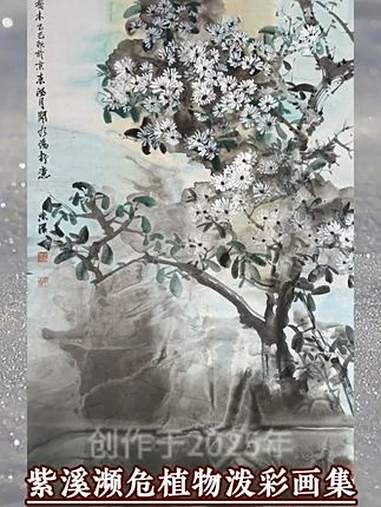 紫溪|濒危植物泼彩画集|白菊木 你见过树上开着的菊花吗?有一种珍稀的保护植物,它的名字叫白