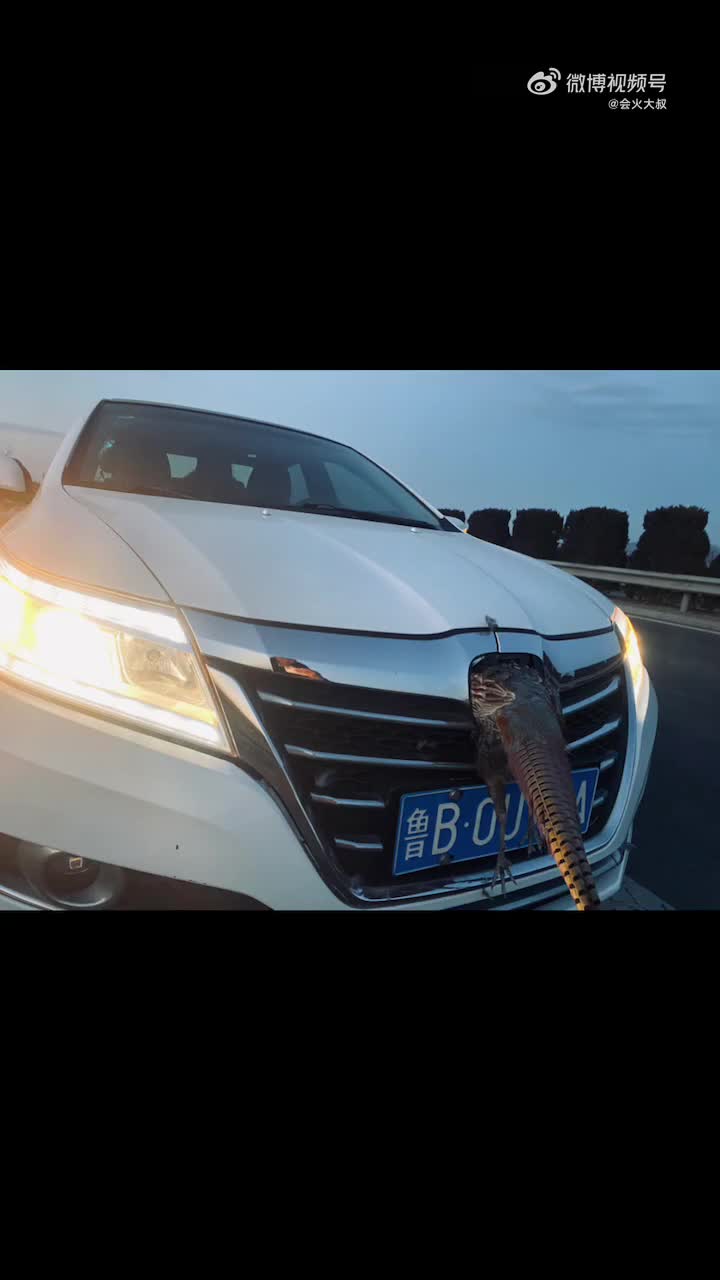 2月6日 山东青岛 男子高速上被野鸡撞坏车标,野鸡一头扎进车标里面!我想问一下,这样算谁的