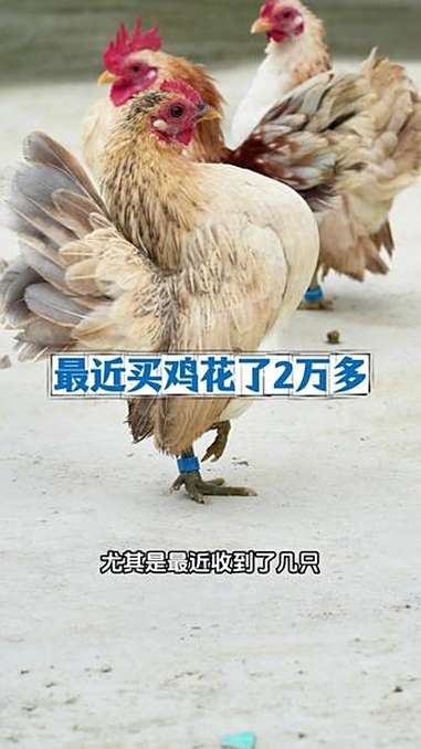 最近陆陆续续花了我2块多块钱买鸡 观赏鸡 宠物鸡 塞拉玛 抖音养鸡人 养鸡日常 @奔跑的宇