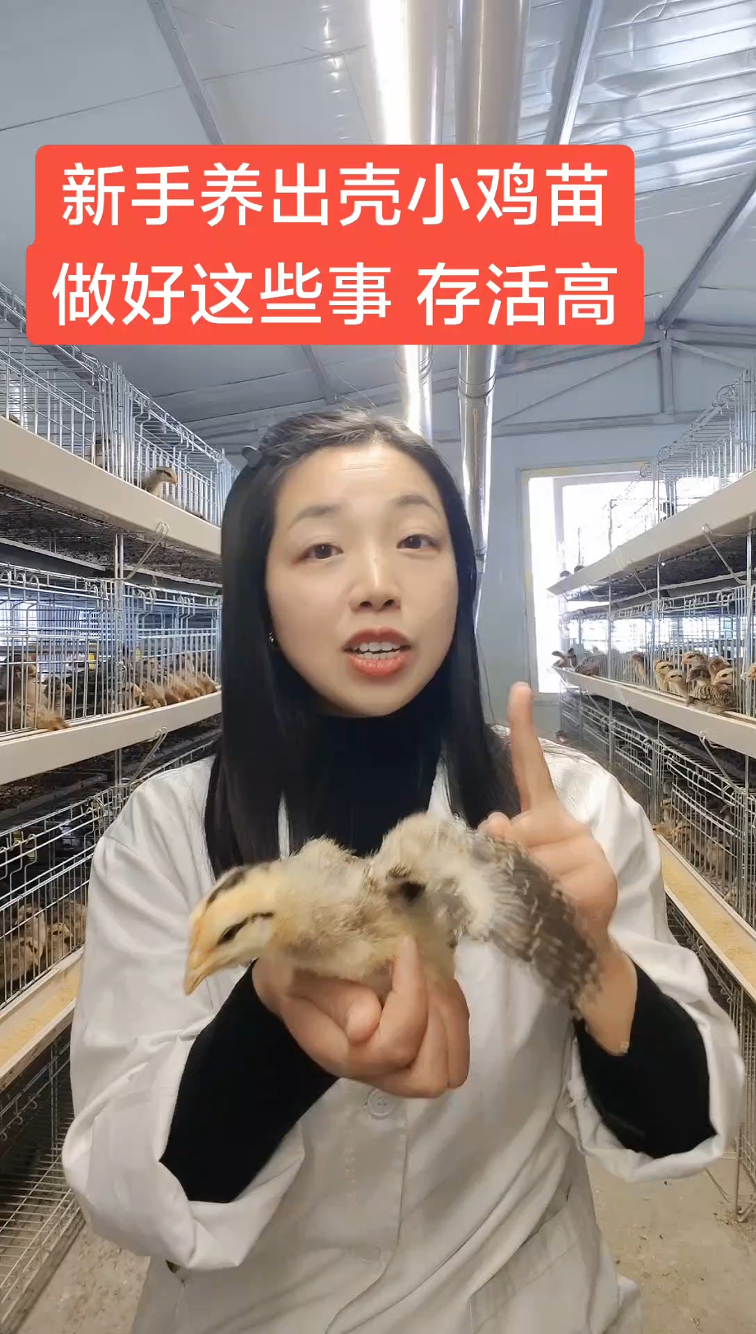 新手小白第1次养鸡,从出壳的小鸡苗开始养,做好这些事儿存活高