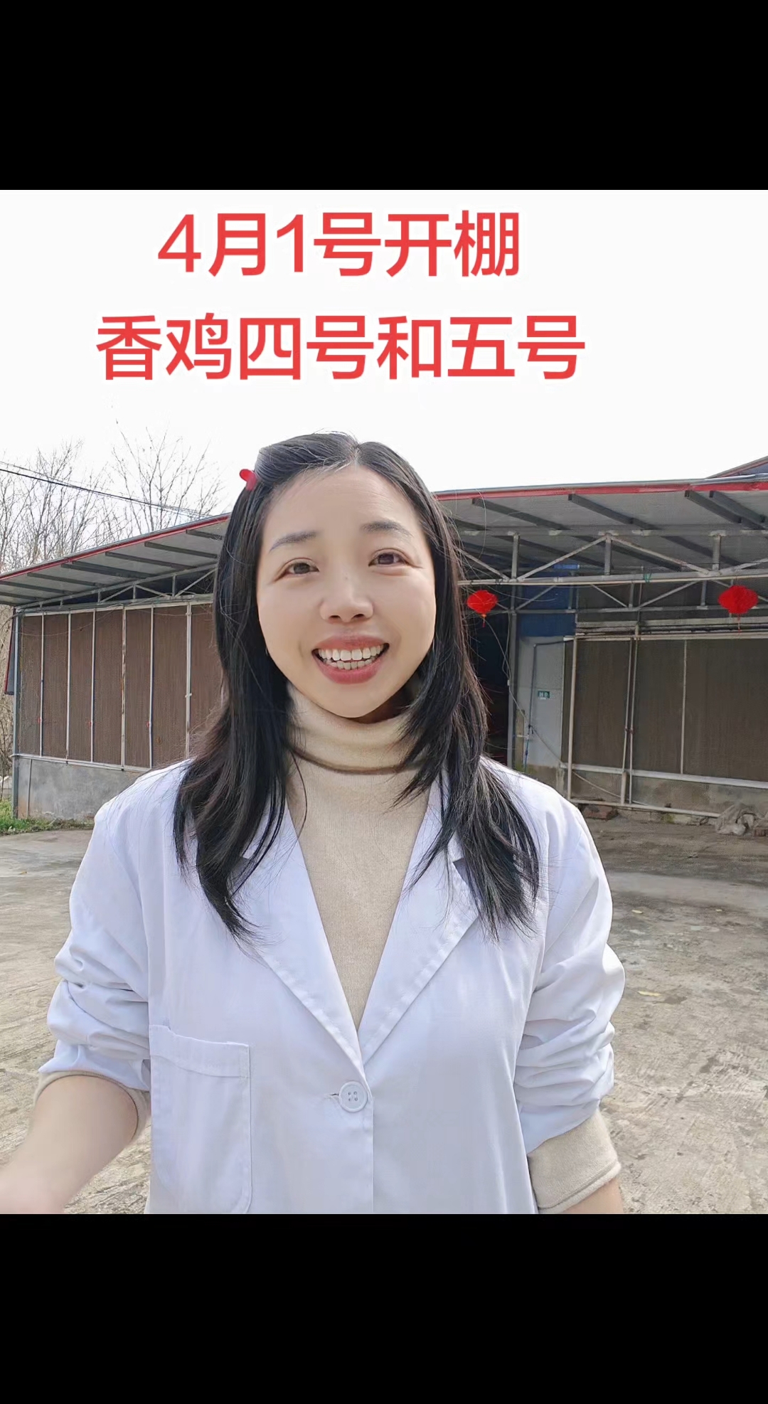 香鸡四号和香鸡五号高产蛋鸡,4月1号开棚啦 #养鸡