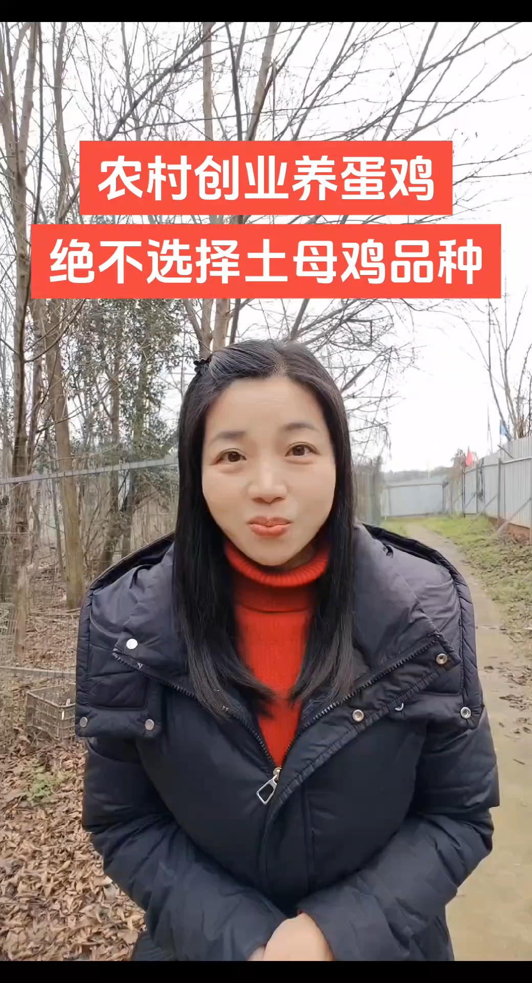 在农村创业散养蛋鸡,品种选择很重要,绝不能选普通土母鸡品种