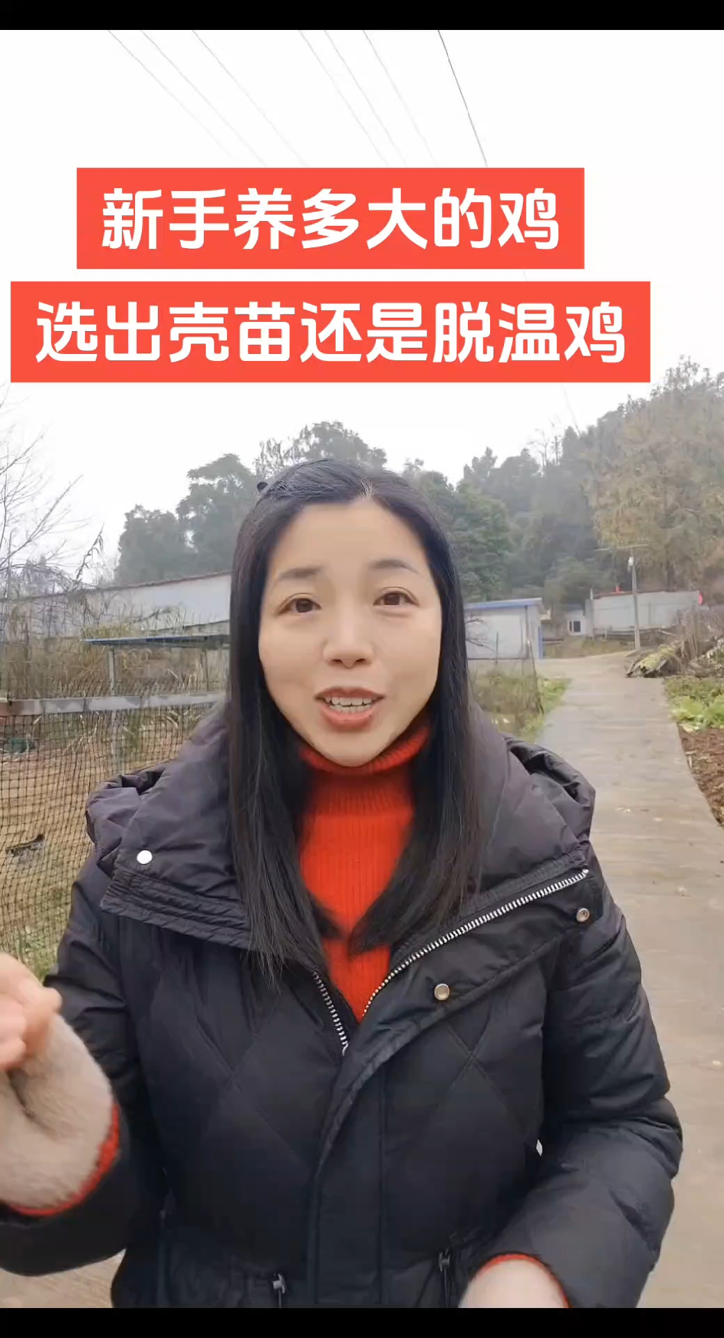 新手养鸡,选择多大的鸡苗合适