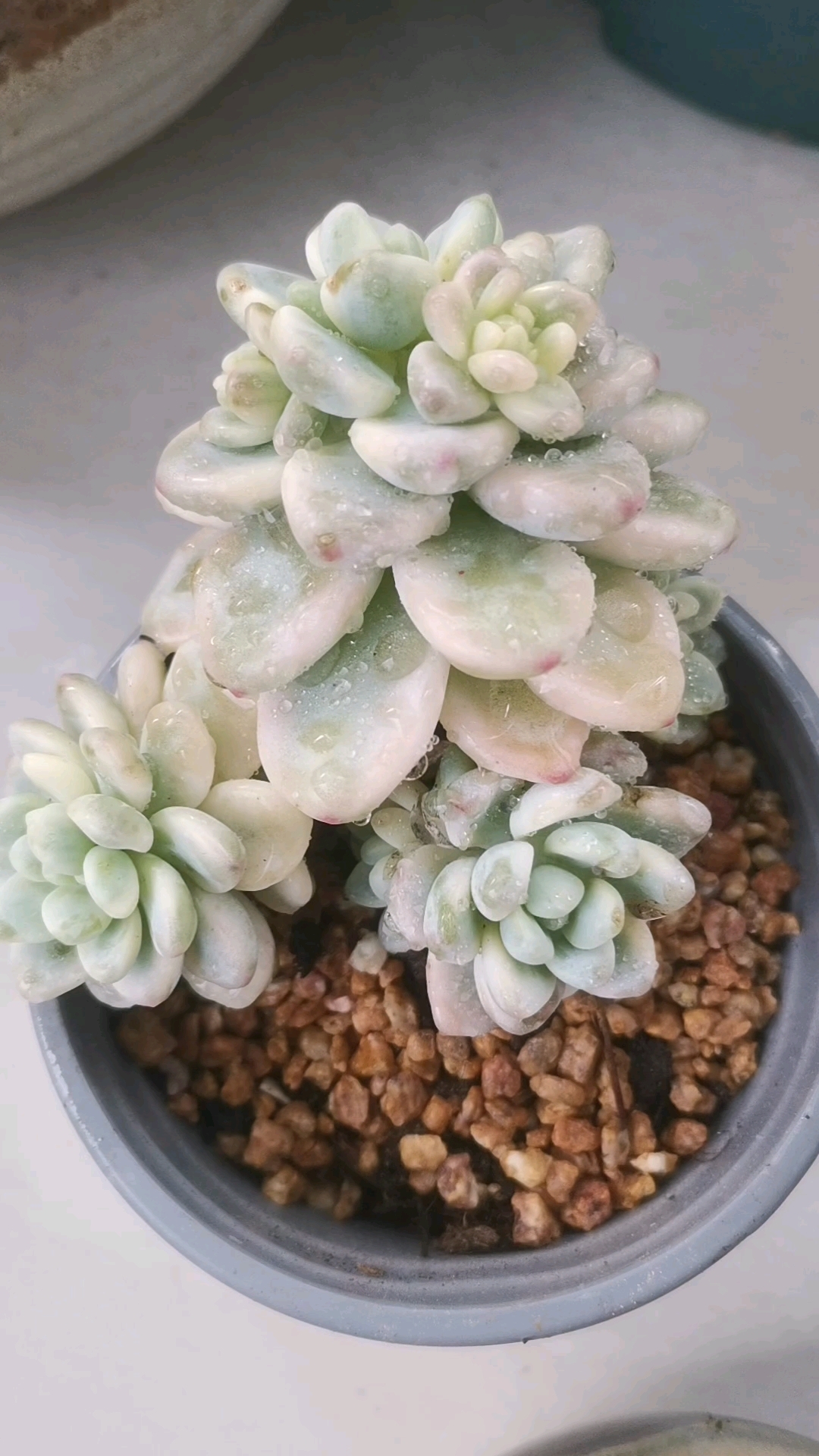 劳尔锦,阿美星锦,紫乐锦