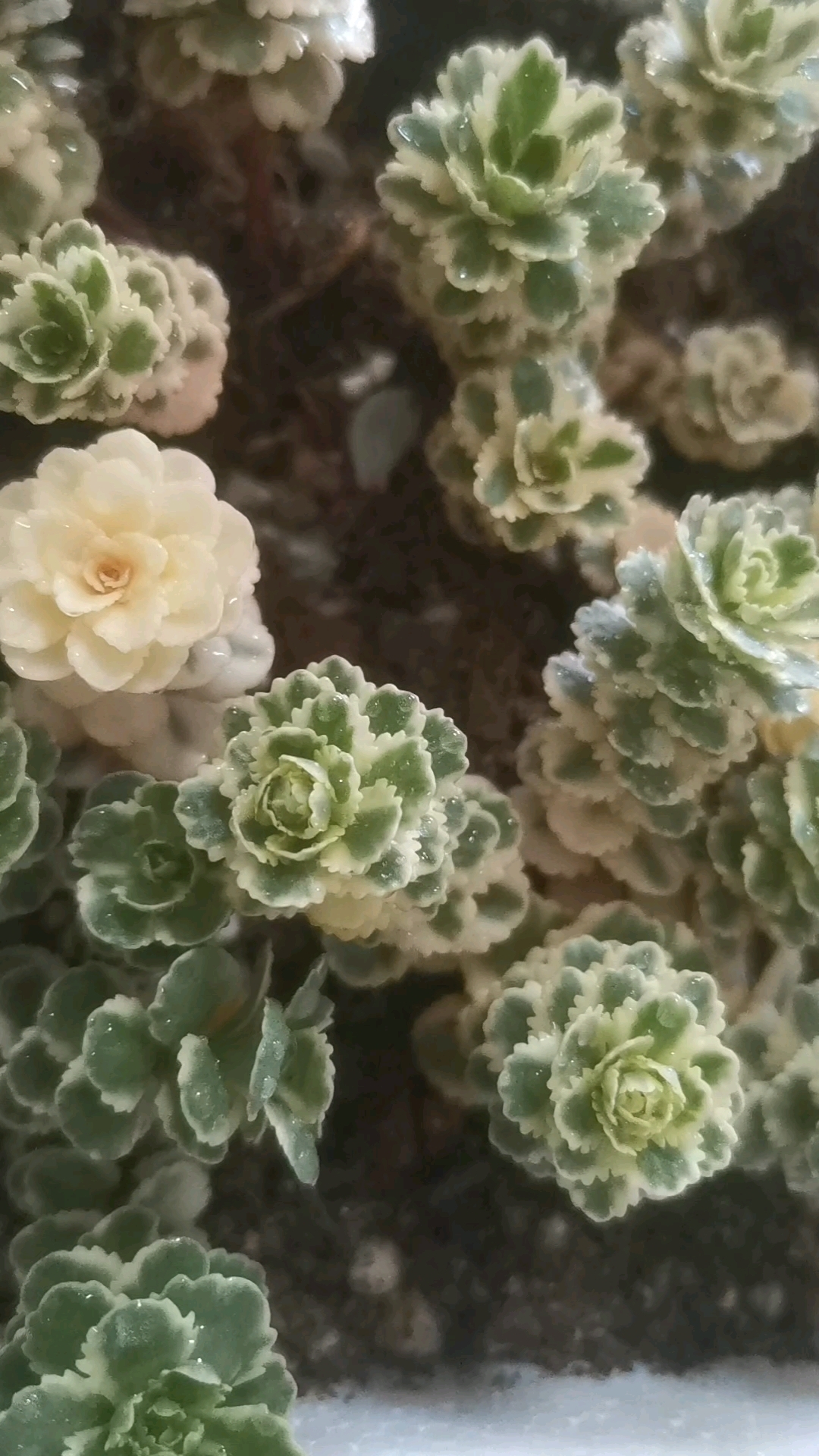 亚特兰蒂斯锦,粉蔓锦