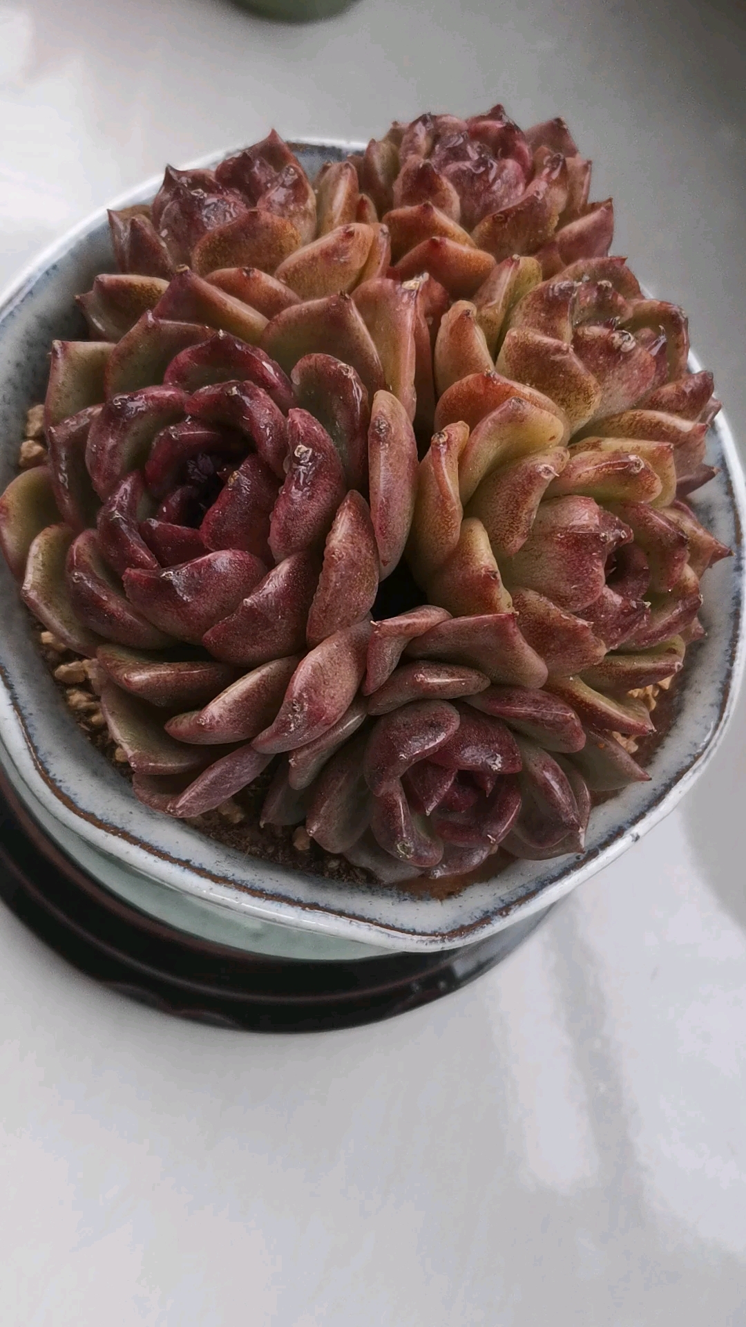 紫水晶玫瑰