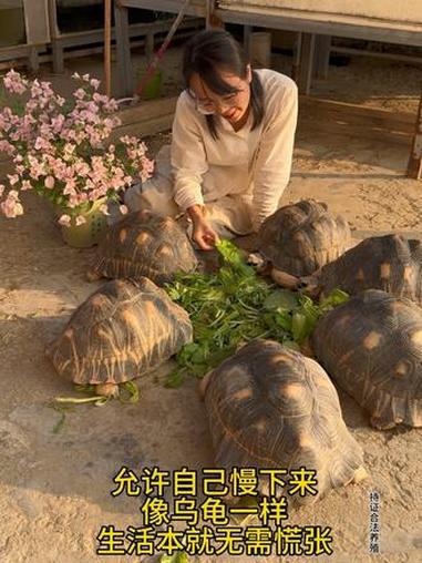 龟龟的沉浸式吃菜 允许自己慢下来,像乌龟一样,生活本就无需慌张。乌龟 龟龟 养龟日常 萌宠
