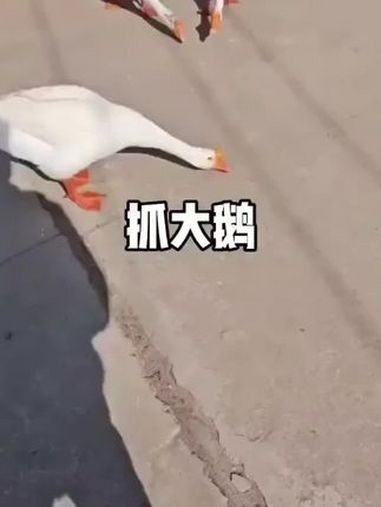 抓大鹅 抖音小游戏 危险动作请勿模仿 惊不惊喜意不意外 看一次笑一次
