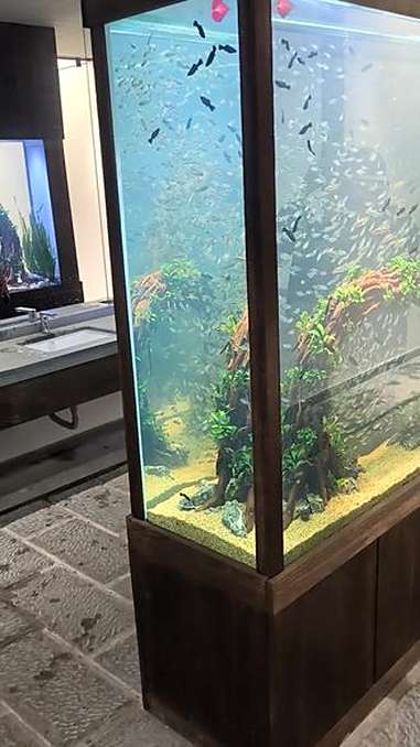 发现大连观赏鱼最多的洗手间 鱼缸里的大自然