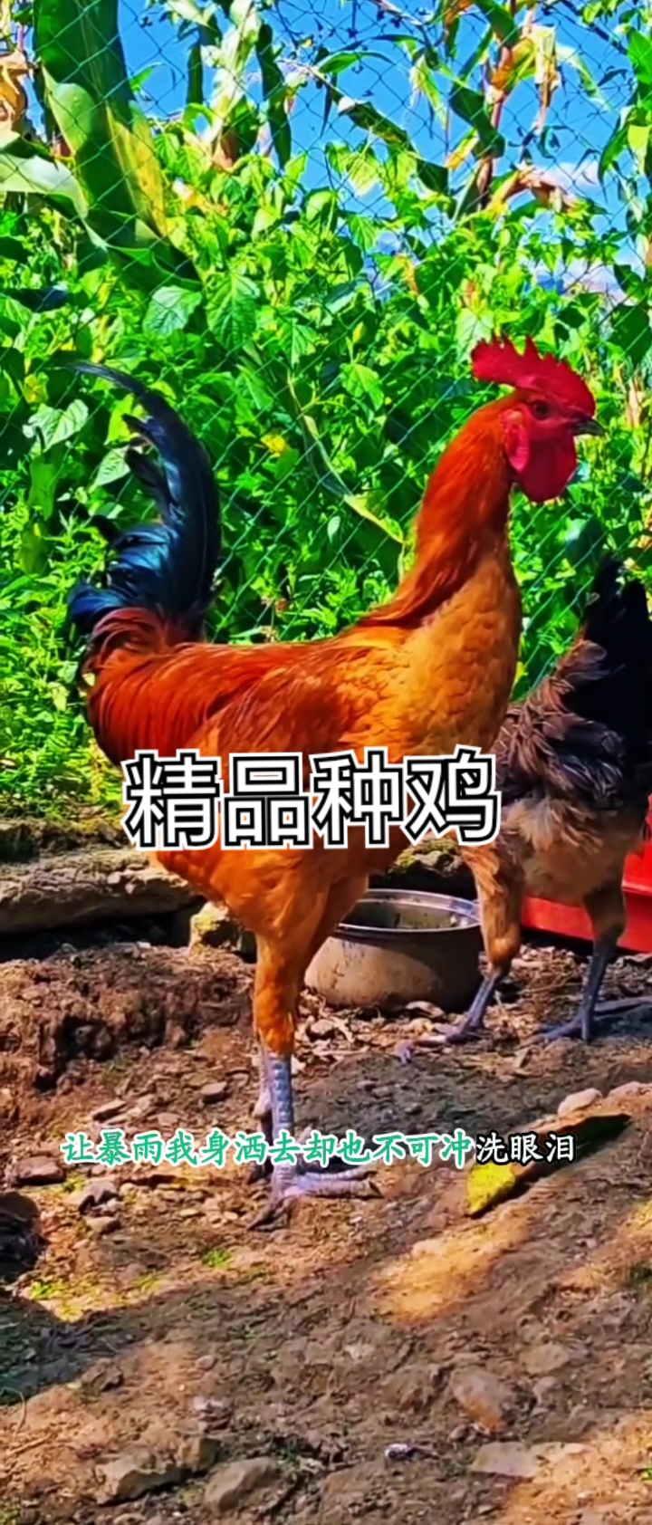 #高脚土鸡# #贵州老品种高脚土鸡# #观赏鸡# #箐上阿卯珍禽# #乡村守护人#