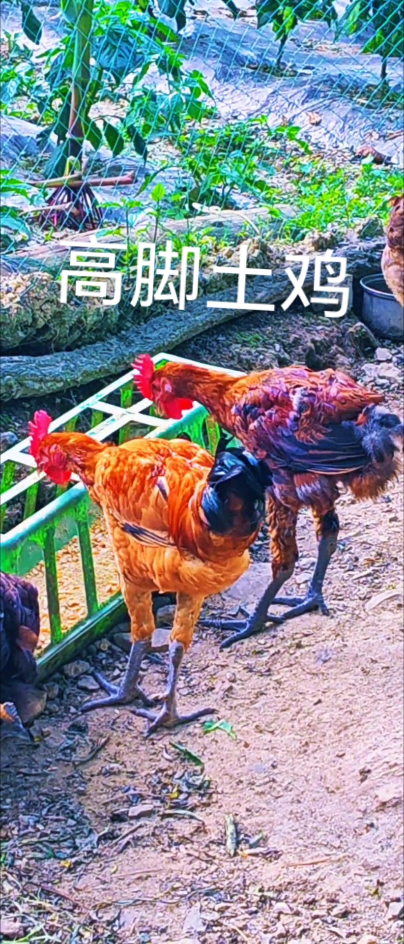 高脚土鸡#农村原生态散养土鸡# #贵州老品种高脚土鸡# #土鸡# #高脚土鸡# #散养土鸡