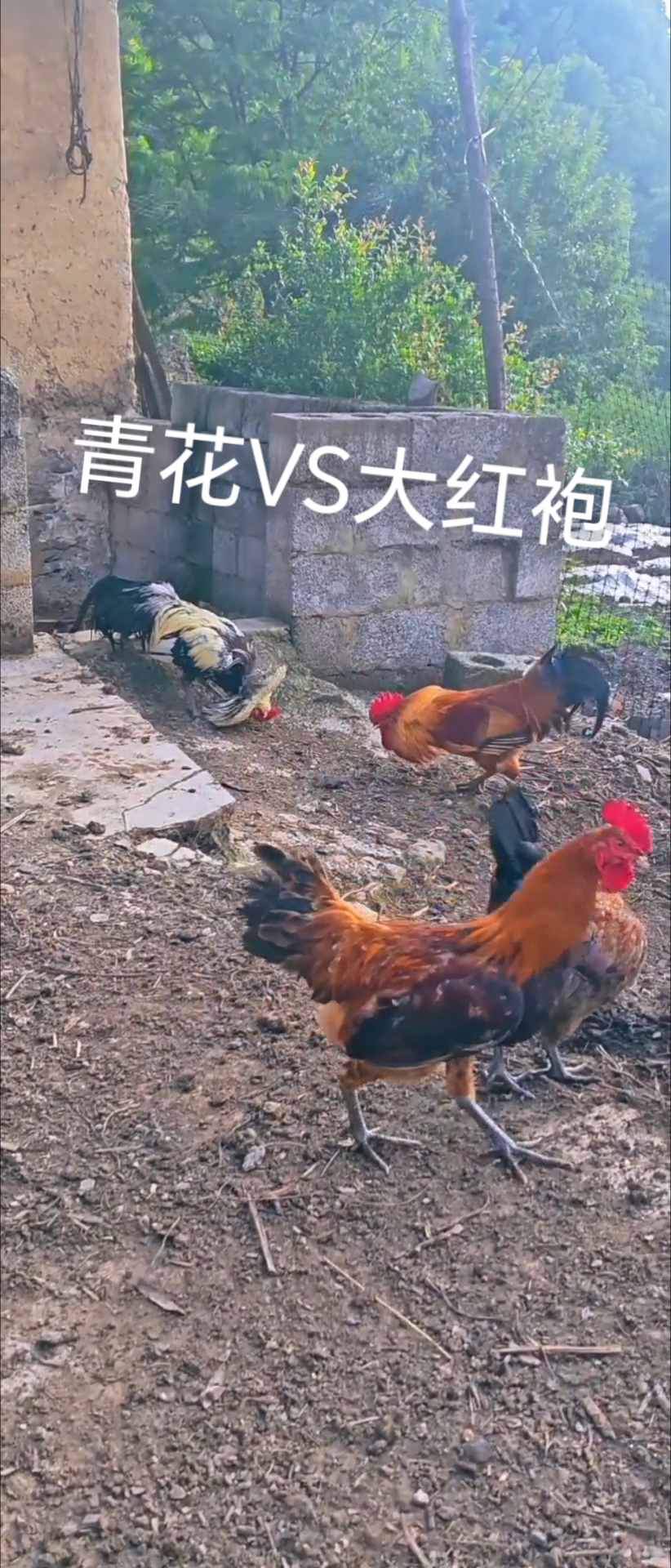 #斗鸡爱好者##公鸡中的战斗机# #散养土鸡# #土鸡打斗# #农村原生态散养土鸡#