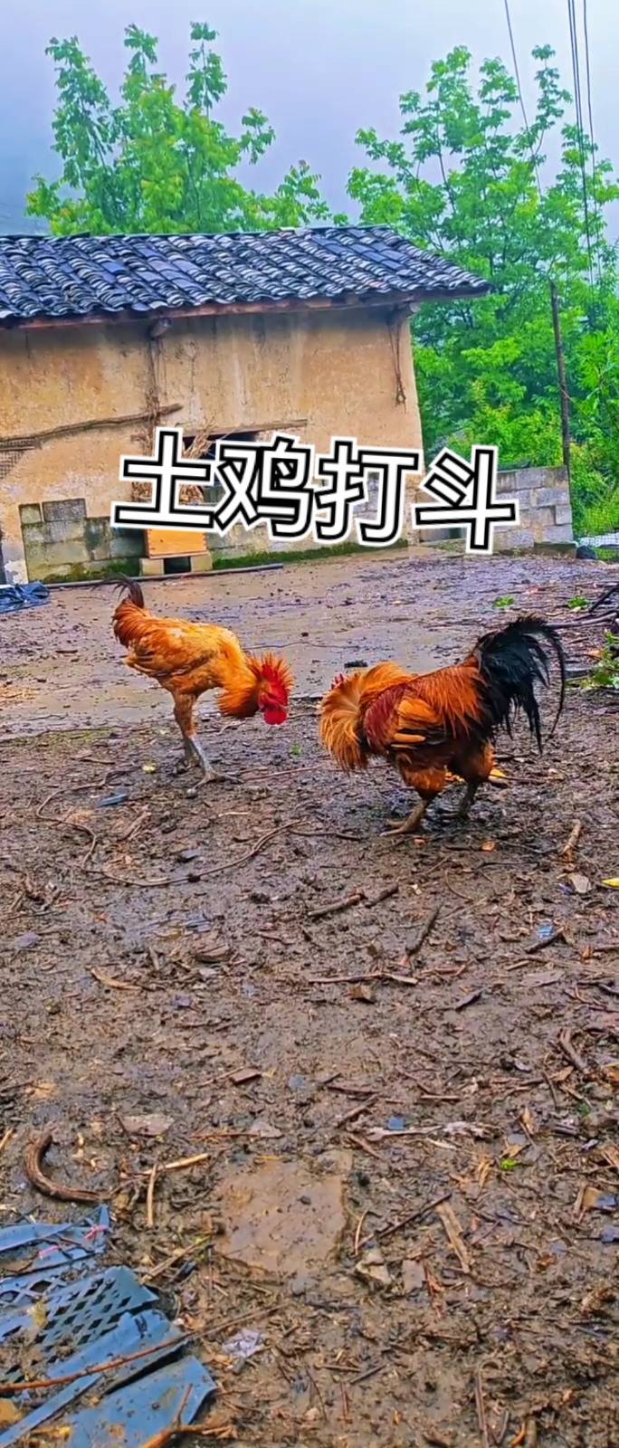 #生态散养土鸡# #走地鸡日常# #高脚土鸡# #贵州老品种高脚土鸡#  鸡王之间的斗争