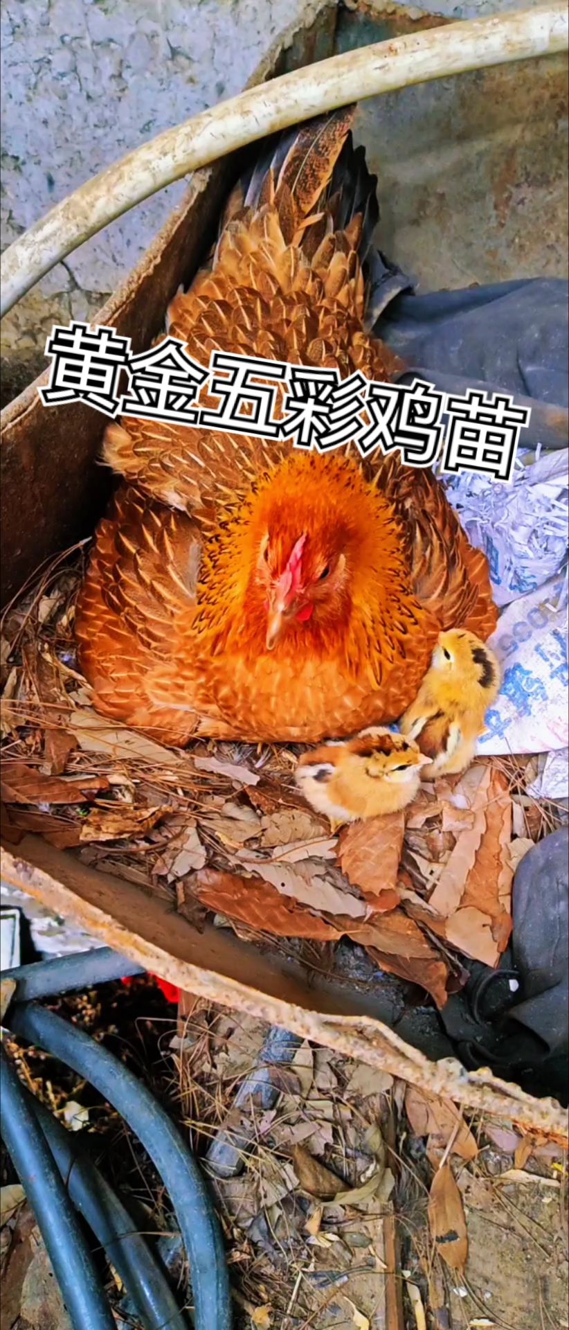 #箐上阿卯珍禽 #箐上阿卯散养土鸡 #箐上阿卯土鸡 #观赏鸡  5.11-12母鸡孵化出壳