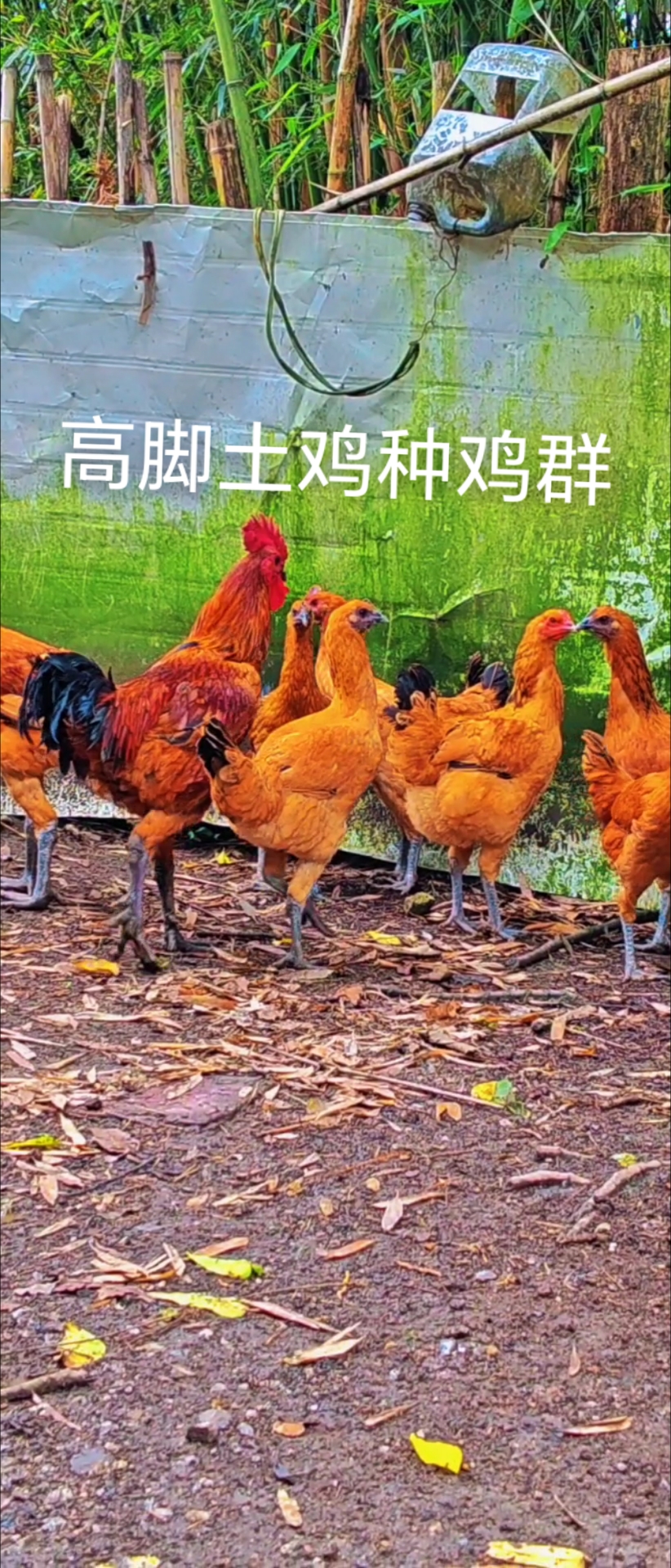 贵州高脚土鸡#原生态乡村# #散养土鸡# #原生态乡村# #农家土鸡蛋# #土鸡# #正宗