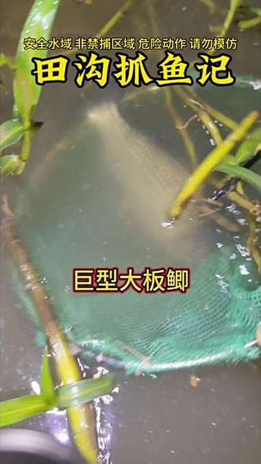 夜晚在田沟里居然有这么大的巨型大板鲫 乡村生活抓鱼趣事 创作者中心 创作灵感 抓鱼摸虾 户