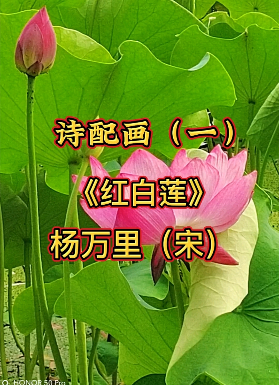 诗配画,荷花(一)。