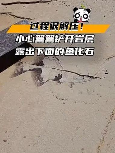 过程很解压!小心翼翼铲开岩层 露出下面的鱼化石