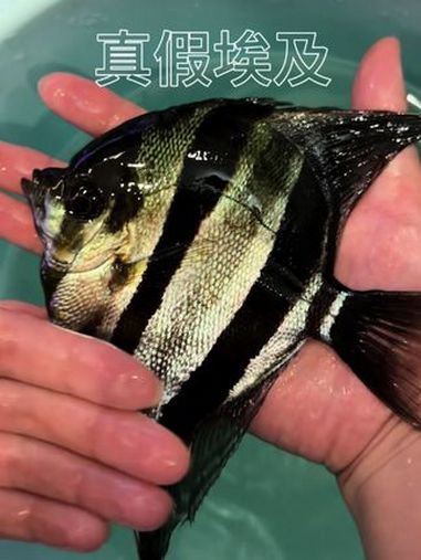 埃及真真假假分不清……埃及神仙鱼 养鱼日记 南美缸