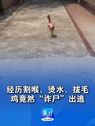 女子遇杀鸡 鸡毛都被拔光了 结果鸡竟然跳起来“逃跑”“割喉 烫了水还拔了毛”(感谢@陈温晚