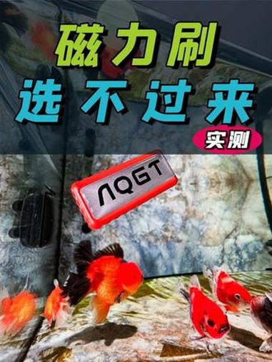 超好用的鱼缸迷你磁力刷,好多颜色,能当装饰品了!#鱼缸清洁 #鱼缸磁力刷 #养鱼日记 #水