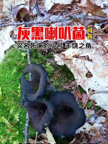 灰黑喇叭菌,又名丰饶之角,好吃着呢 野生菌 科普 采蘑菇 大自然的馈赠 捡菌子