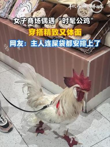 女子商场偶遇“时髦公鸡”,穿搭精致又体面,网友:主人连屎袋都安排上了。来源:#小羊拍客 @