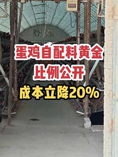 别再浪费钱买饲料了!蛋鸡自配料黄金比例公开,成本立降20% 照着喂,蛋鸡产蛋又多又稳,高峰