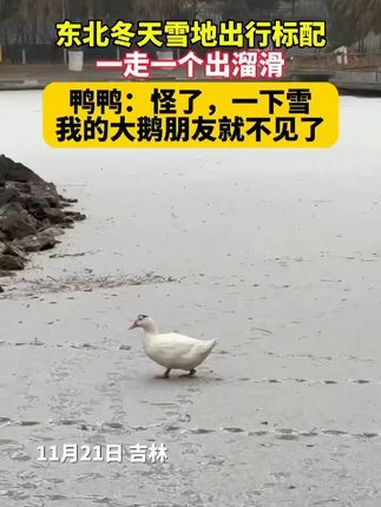 11月21日吉林,东北冬天雪地出行标配,一走一个出溜滑,鸭鸭:怪了,一下雪我的大鹅朋友就不