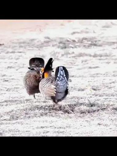 草原松鸡的精彩求偶表演 观鸟 治愈系 奇妙的动物 动物的迷惑行为