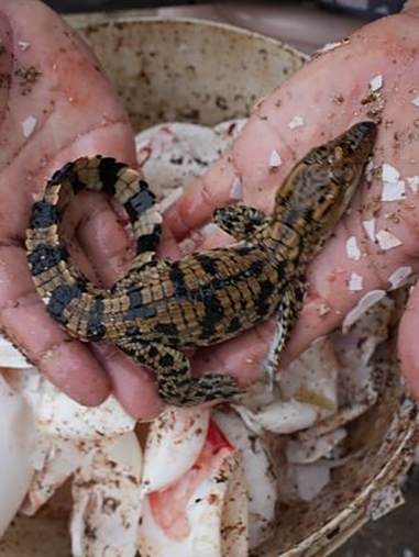 养殖场式剥鳄鱼蛋，深入了解国内三种人工饲养杂交鳄鱼苗 小鳄鱼的自我修养 鳄鱼苗 特种养殖 