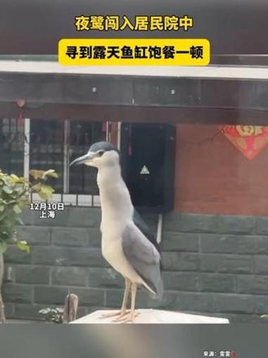 12月10日,上海。夜鹭闯入居民院中,寻到露天鱼缸饱餐一顿。夜鹭属于中国的“三有保护动物”