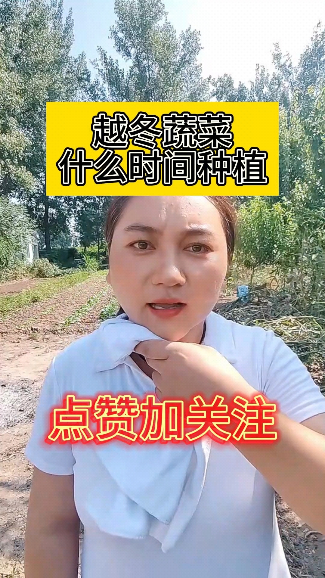 越冬蔬菜什么时间种植