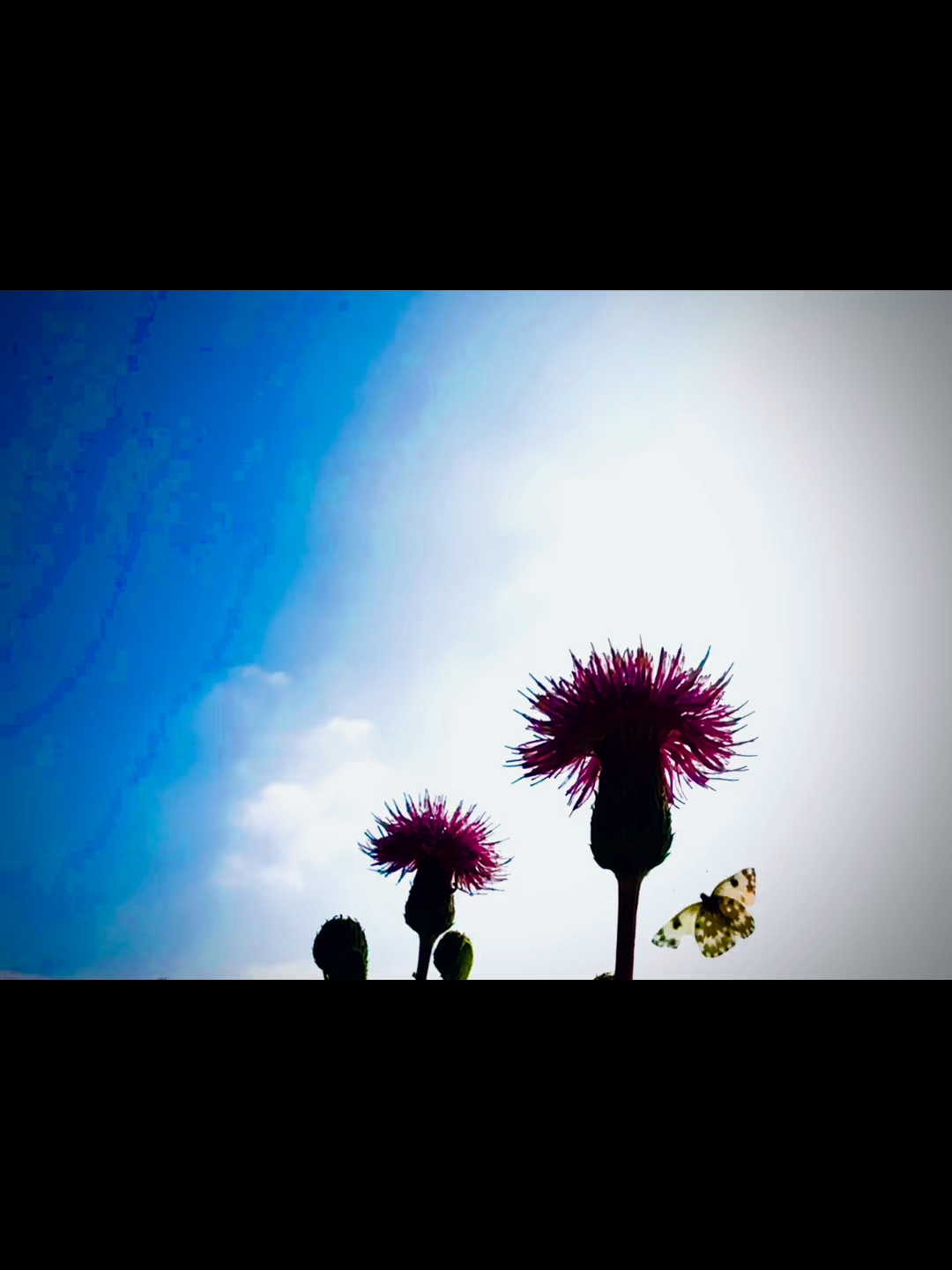 刺儿菜花语是默默的爱。打卡点:圆明园