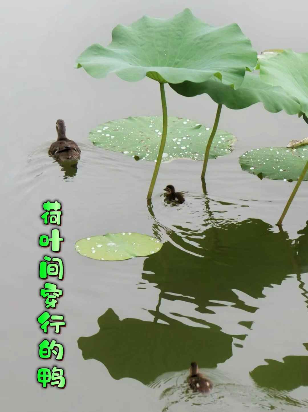 小鸭子在荷叶间嬉戏,水中倒影如画。