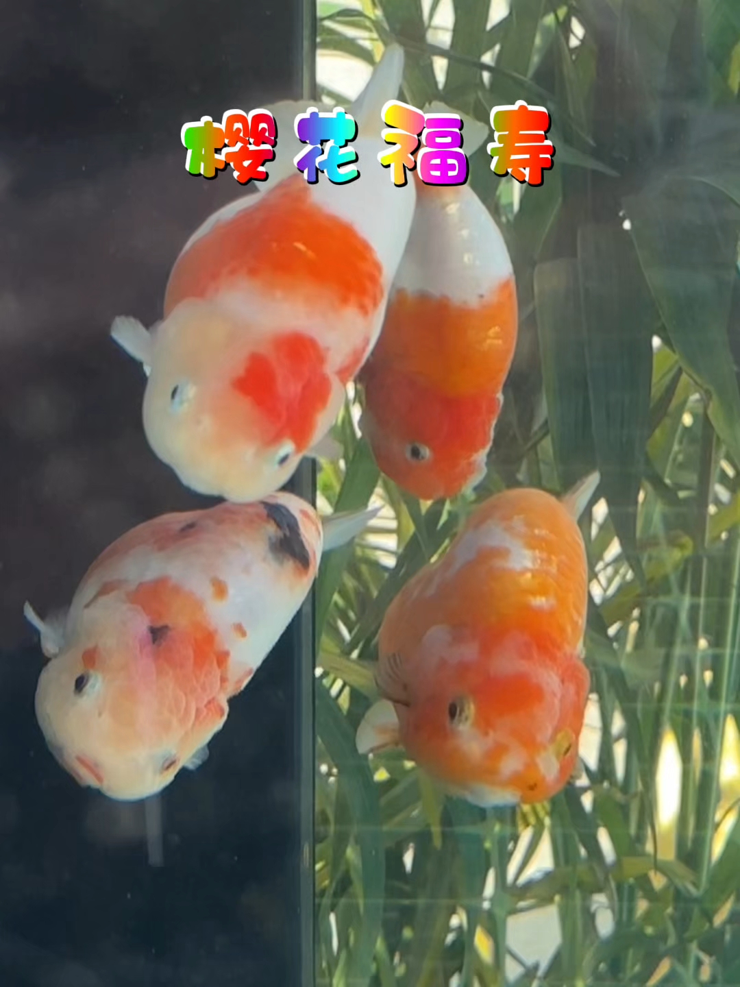 北京中山公园金鱼展,玻璃鱼缸里的樱花福寿金鱼。